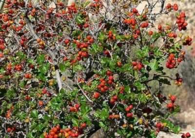 American Threeleaf Sumac