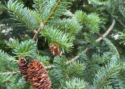 Balsam Fir
