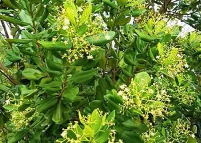 Bay Rum Tree