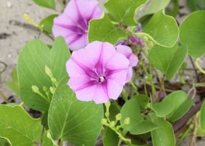 Beach Morning Glory