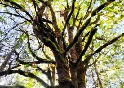 Bigleaf Maple