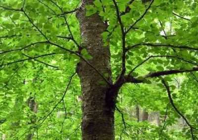 Black Birch