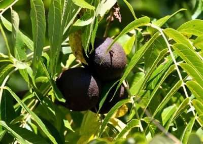 Black Walnut