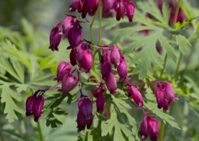Bleeding Heart