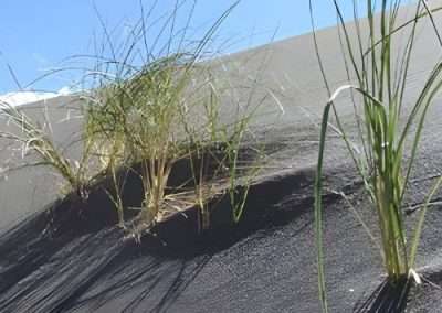 Blowout Grass