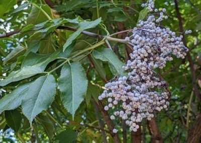 Blue Elderberry