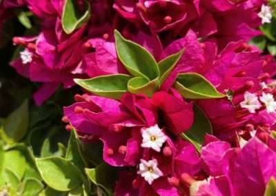 Bougainvillea