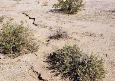 Bursage (Desert Ragweed)