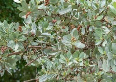 Buttonwood