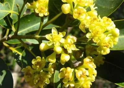 California Bay Laurel