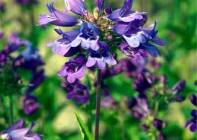 Cascade Penstemon