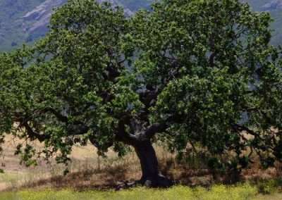 Coast Live Oak
