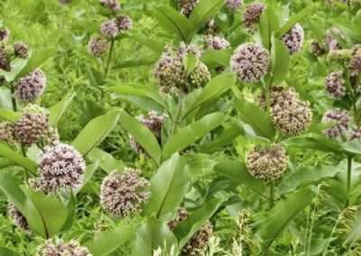Common Milkweed