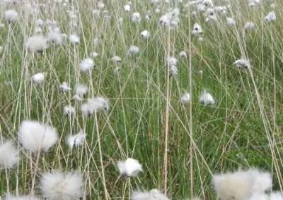Cottongrass