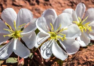 Desert Evening Primrose