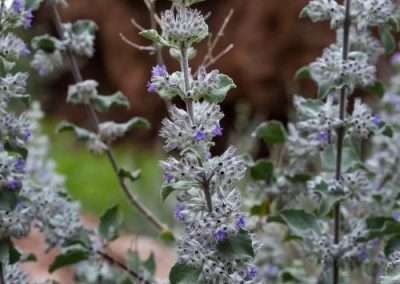 Desert Lavender