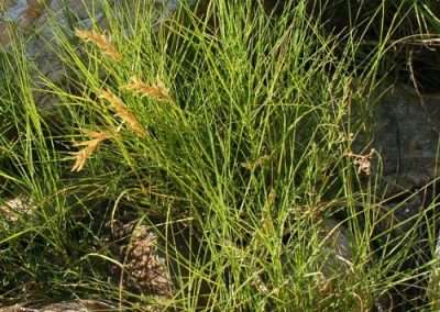 Desert Saltgrass