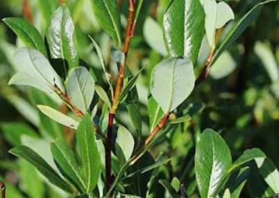 Diamond Leaf Willow