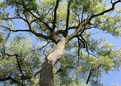 Eastern Cottonwood