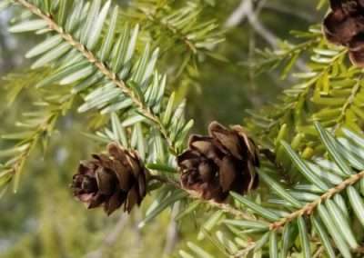 Eastern Hemlock
