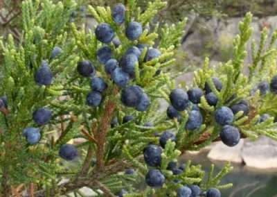 Eastern Red Cedar