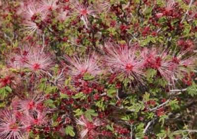 Fairy Duster