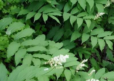 False Solomon’s Seal