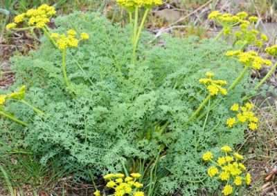 Fernleaf Biscuitroot