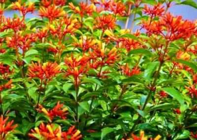 Firebush