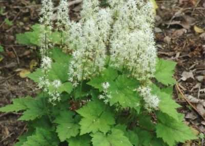 Foamflower