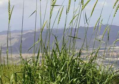 Giant Wild Rye