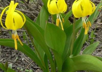 Glacier Lily