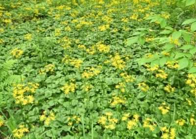 Golden Ragwort
