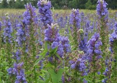 Great Blue Lobelia