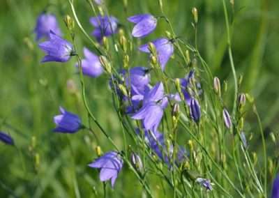 Harebell
