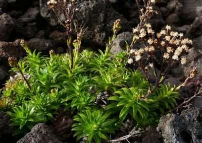 Hawaiian Dubautia