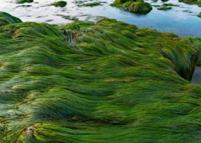 Hawaiʻi Surfgrass