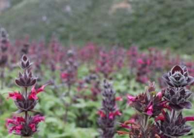 Hummingbird Sage