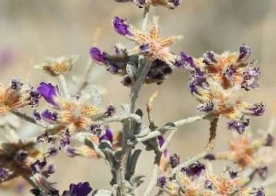 Indigobush