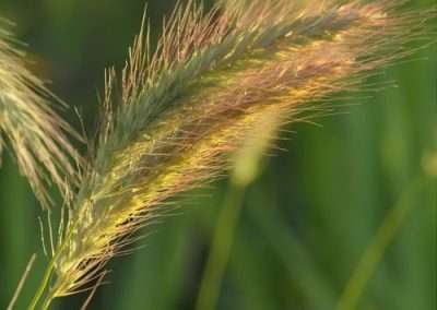 Mountain Wild Rye