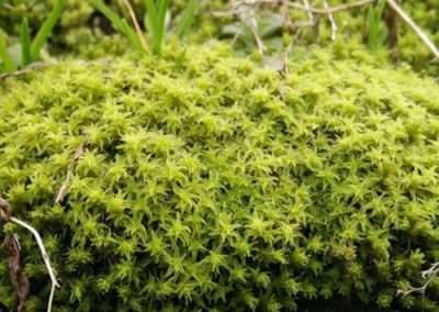 Mushy Moss