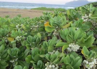 Naupaka Kahakai