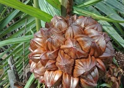 Nipa palm