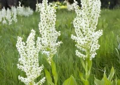 Northern Corn Lily
