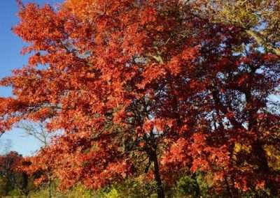 Northern Red Oak
