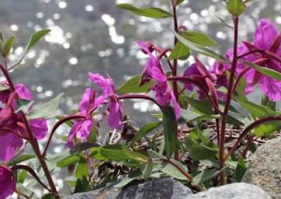 Northern Willow Herb