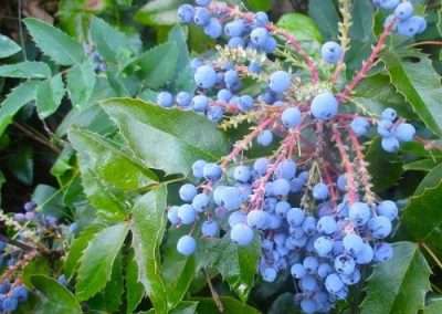 Oregon Grape