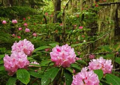 Pacific Rhododendron