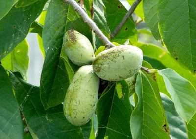 Pawpaw