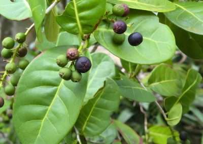Pigeon Plum